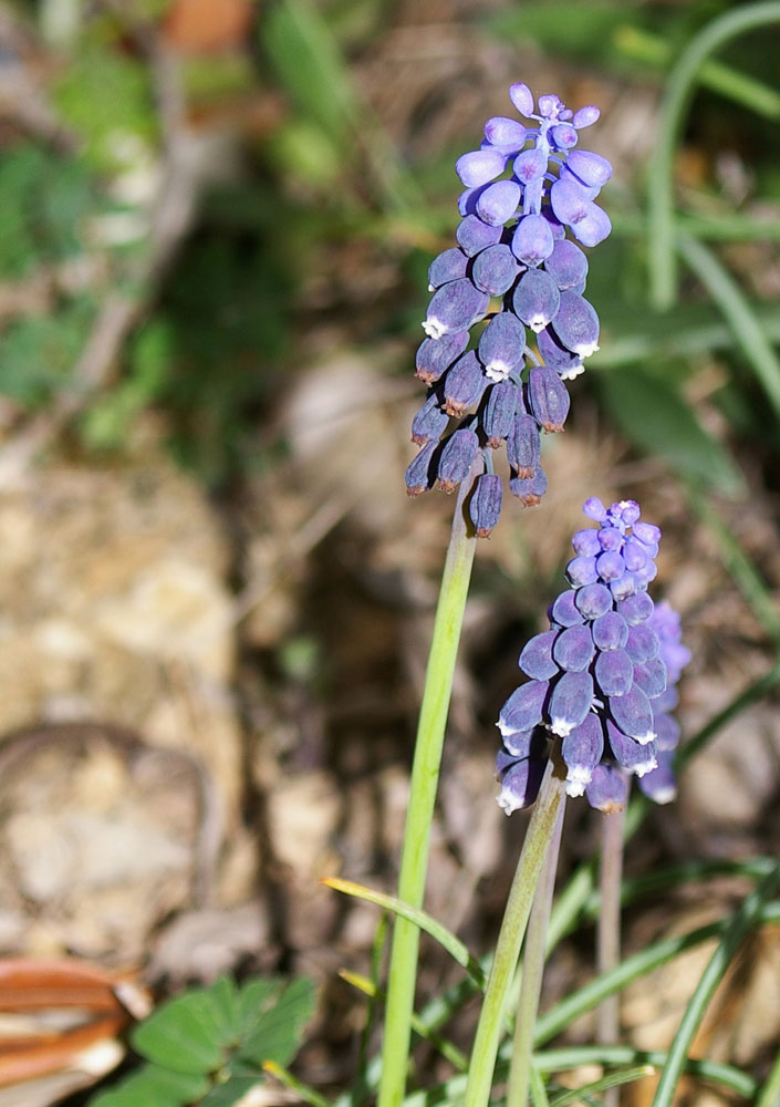 Muscari neglectum / Muscari ignorato